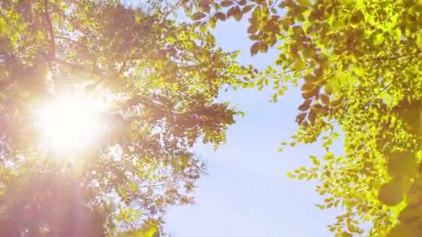 Les rayons du soleil passent à travers les arbres 4k — Video