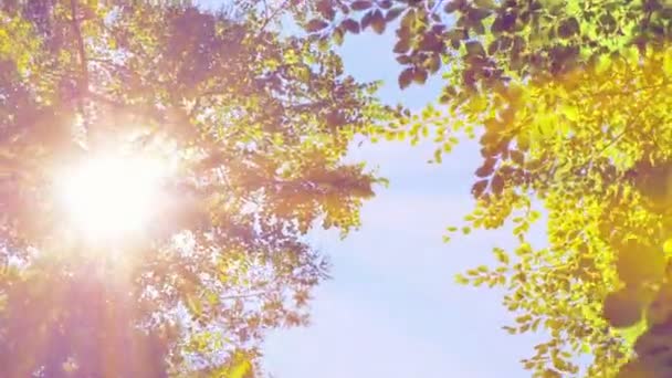 Les rayons du soleil passent à travers les arbres 4k — Video