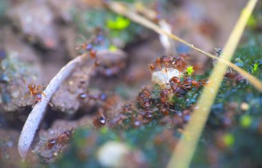 Bir grup karınca yerde.