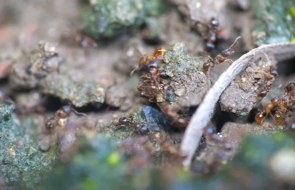 Groupe de fourmis sur le terrain — Photo