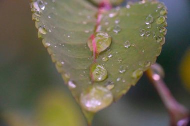 yeşil yaprak yağmur damlası