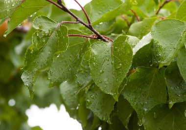 yeşil yaprak yağmur damlası