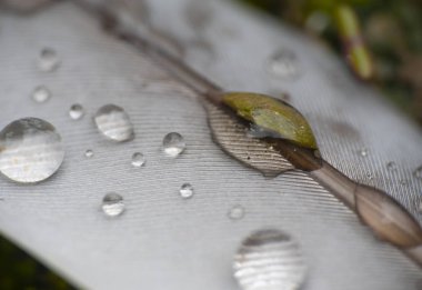 Tüylü yağmur damlası
