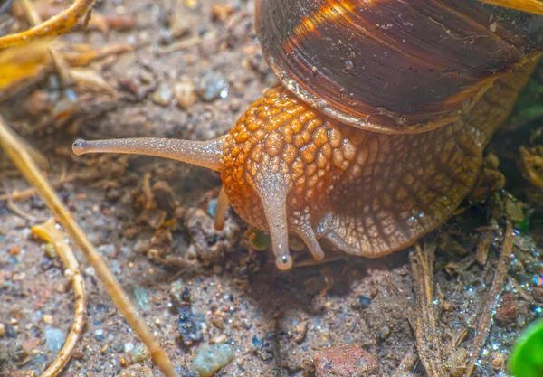 정원에 있는 달팽이 — 스톡 사진