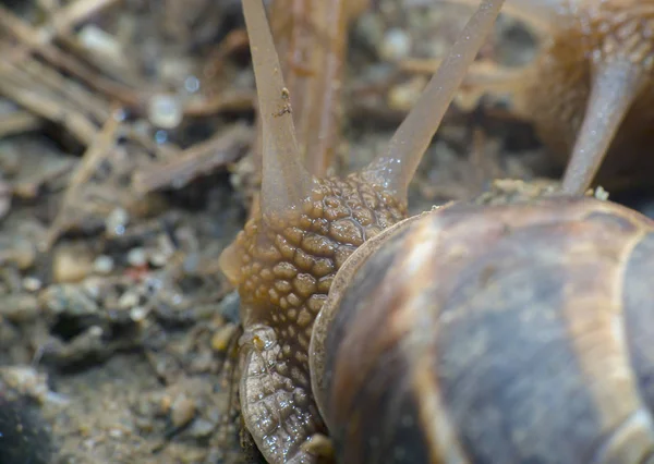 Schnecke im Garten — Stockfoto