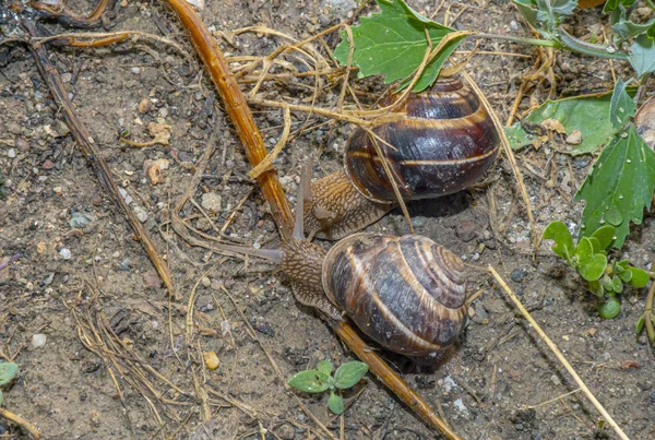 庭のカタツムリ — ストック写真