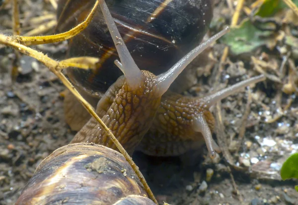 在花园里的蜗牛 — 图库照片