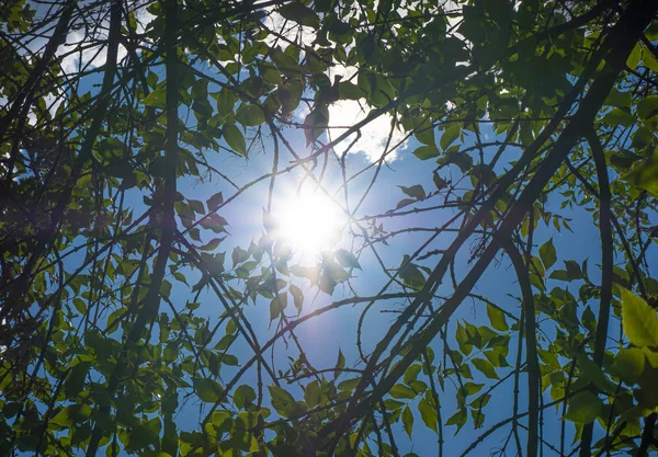 Les rayons du soleil à travers les arbres — Photo