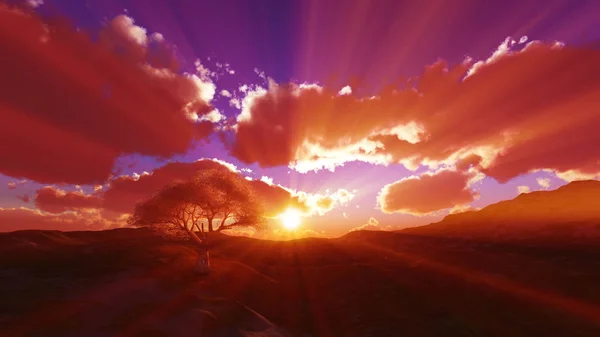 Puesta de sol en el prado y árbol solitario — Foto de Stock