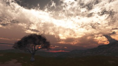 sunset at meadow and lonely tree