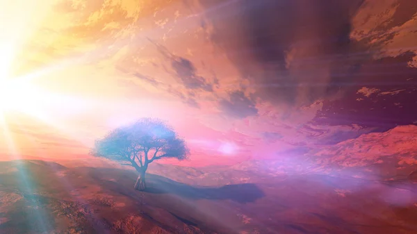 Sonnenuntergang an Wiese und einsamem Baum — Stockfoto