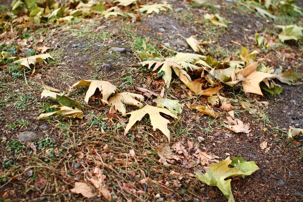 Hoja de roble de otoño — Foto de Stock
