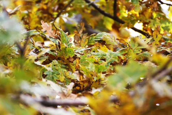 Oak leaf tree — Stock Photo, Image