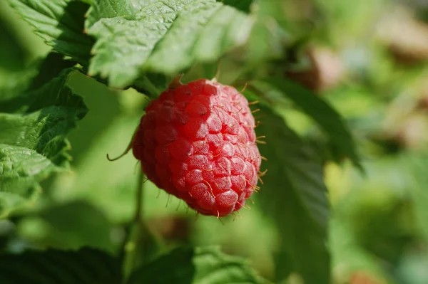 Frambuesas en un jardín — Foto de Stock