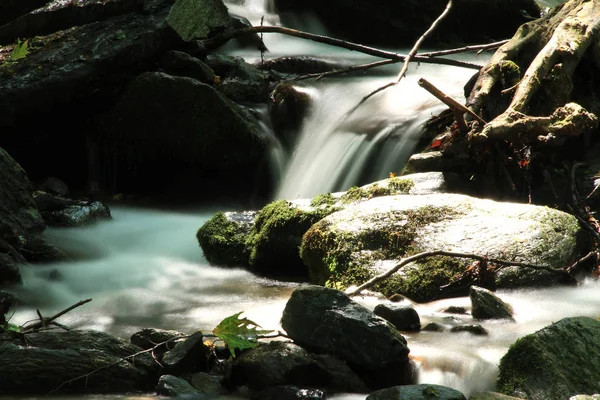 Cours d'eau en forêt — Photo
