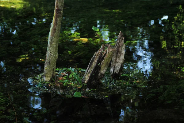 湖の木 — ストック写真