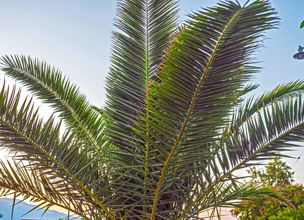 ヤシの熱帯の木の緑の葉青空 — ストック写真