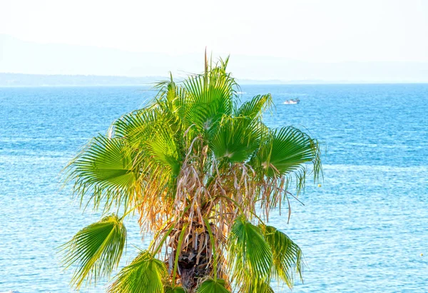 Palm Tropikalne Drzewo Zielone Liście Błękitne Niebo — Zdjęcie stockowe