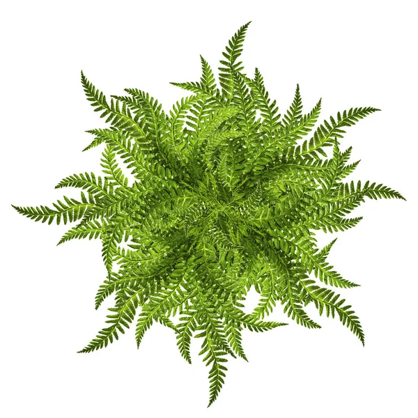 Gröna blad av ormbunke prydnad solsymbol isolerad på vit — Stockfoto