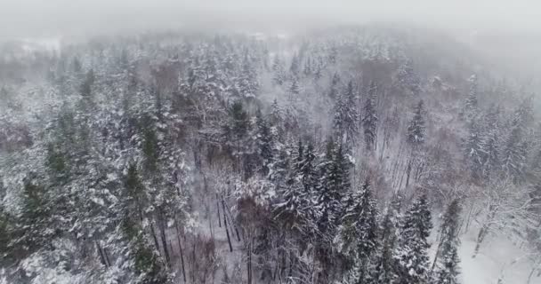 AEREALE. Volo aereo aereo liscio sopra la cima di alberi forestali invernali coperti di neve. 4k . — Video Stock