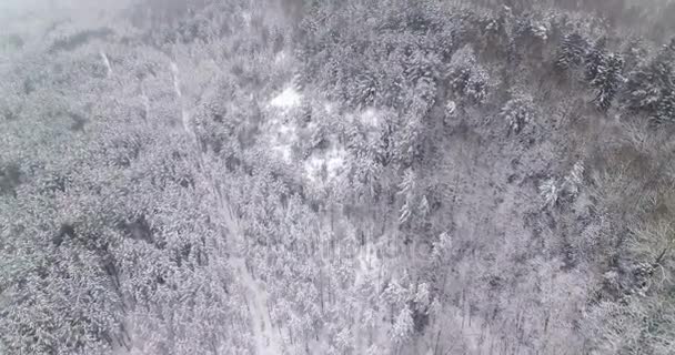 공중. 겨울 숲 나무의 상단 위에 부드러운 비행 눈으로 덮여. 4 k. — 비디오