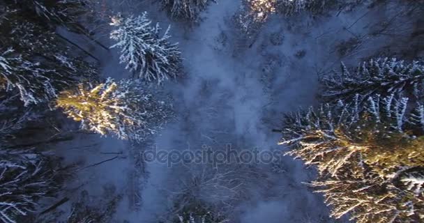 空中。以上的冬季日出顶部架空飞行森林树木被雪覆盖着。4 k. — 图库视频影像
