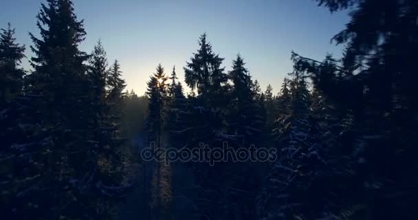 Antenn. Vacker slät drone flygning genom och över granar täckt av snö i tidig solig morgon. Soluppgång (sunbeam och linsen flare) i vinter Europa skog. 4k — Stockvideo