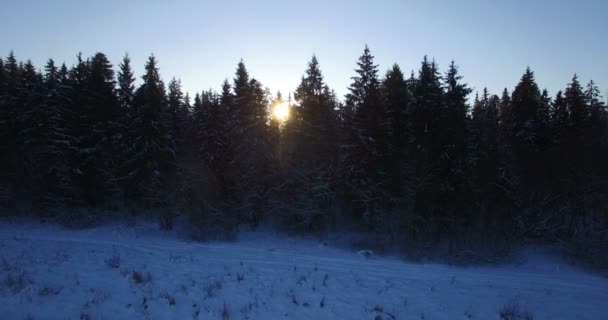 AERIAL. Belo voo de drone suave em frente à floresta de abetos coberta de neve no início da manhã ensolarada. Nascer do sol (raio de sol e brilho das lentes) na floresta de inverno da Europa. 4k — Vídeo de Stock