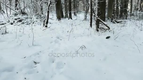 Lobo persiguiendo a su víctima en el frío bosque invernal nevado de Lituania. Punto de vista en primera persona. Movimiento dramático de la cámara. HD — Vídeo de stock