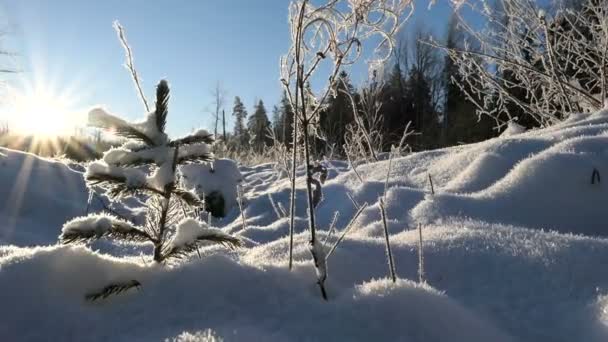 Closeup tot een kleine boom bedekt met bevriezing ijzig sneeuw op een mooie zonnige dag in Litouwen natuur. Slow-motion Hd — Stockvideo