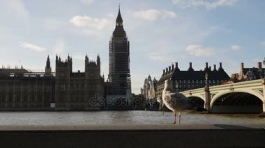 Big Ben atış ve Parlamentosu evleri koruma yenileme sırasında Thames Nehri, yürüyüş martı önde, 4 k, 2 x ağır çekim diğer tarafta sürgülü