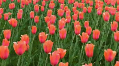 Yumuşak kayan hareket parkında kırmızı lale grubudur. Bahar manzara.