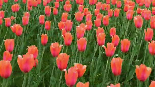 Grupo Tulipanes Rojos Parque Suave Movimiento Deslizante Paisaje Primavera — Vídeo de stock