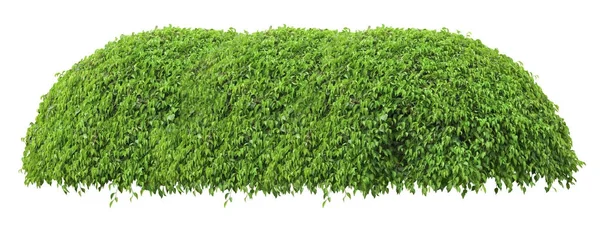 Beautiful green fresh ornamental tree isolated on white background — Stock Photo, Image