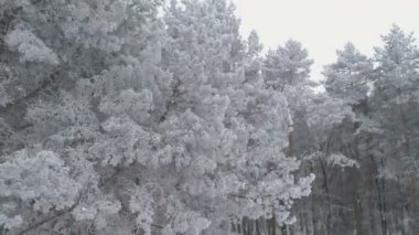 Hava. Sinematik örtüsünü açmak dron bir kadeh soğuk kışın buzlu beyaz ağaçlar. Metin, tebrik kartı arka plan film Intro arka plan için uygun için yer. Ham colous, 4k 