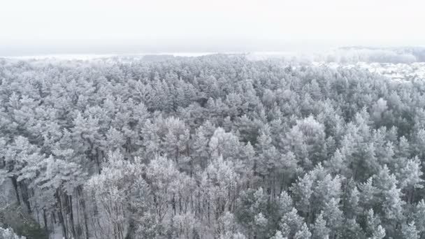 在寒冷的冬天 滑动无人机拍摄的白树霜 贺卡背景 原始颜色 — 图库视频影像