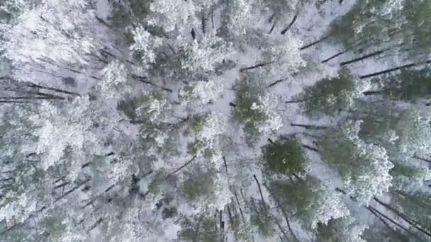 Aerial Sliding Overhead Drone Shot Frosted White Trees Cold Winter — Stock Video