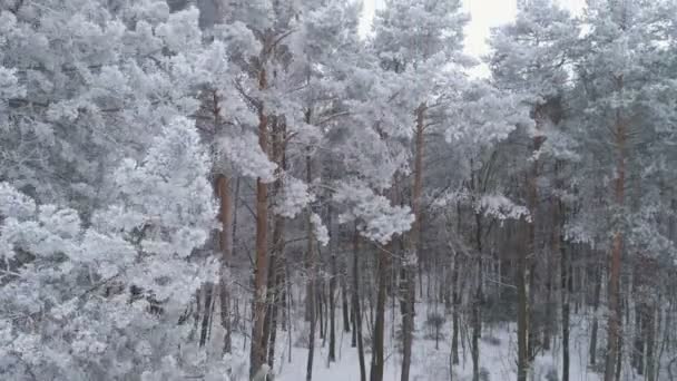 寒い冬の霜で覆われた白い木の映画のお披露目ドローン ショット 映画オープニングの背景 グリーティング カードの背景に適したテキストのためのスペース Raw — ストック動画