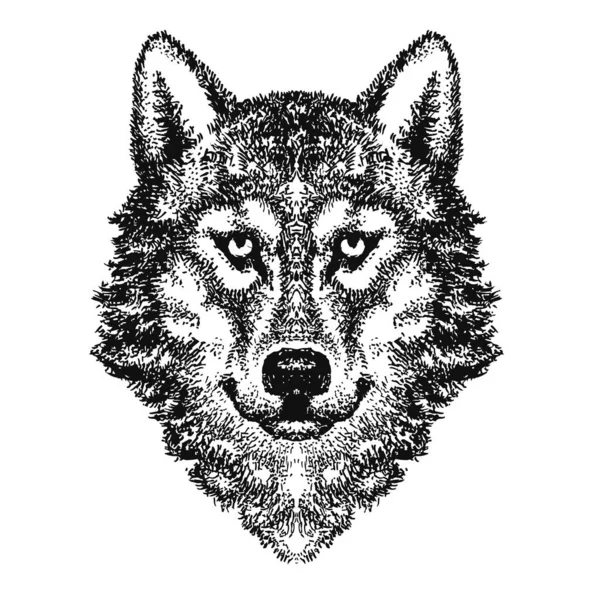 Wolf Head Vector Logo — ストックベクタ