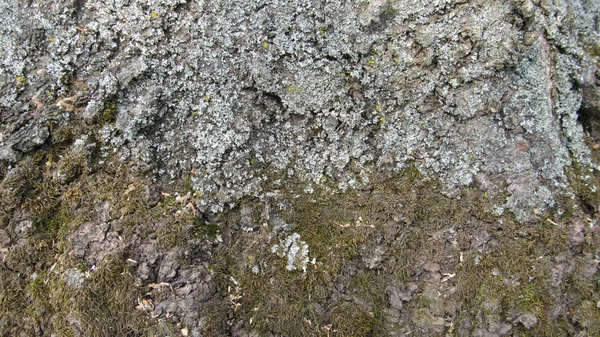 Arbre Envahi Par Champignon — Photo