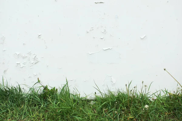 Grama verde em um fundo de tinta rachada branca — Fotografia de Stock