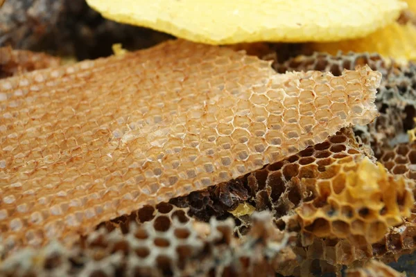 Bienenwaben, Wachs, Nahaufnahme — Stockfoto