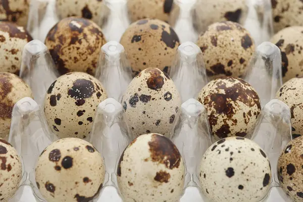 quail eggs in a plastic tray on a white background