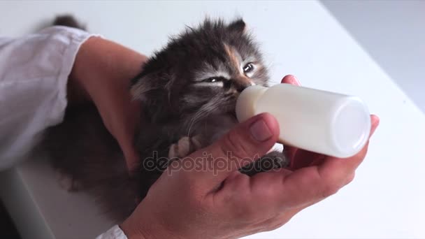 Котенок с удовольствием ест молоко — стоковое видео
