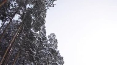 Kış çam ormanının içinde Road
