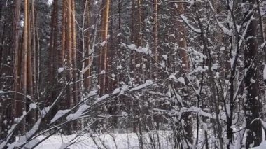 Yol işaret Snowy orman içinde bir öncelik yol
