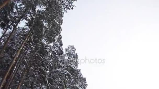 Road in Winter Pine Forest — Stock Video