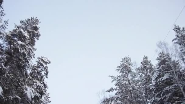 Проезд по Снежному Сосновому лесу зимой — стоковое видео
