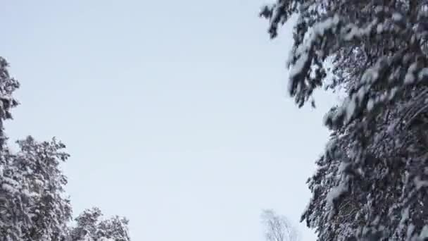 Winter Sky Through the Tops of Snow-Covered Pine Trees — Stock Video