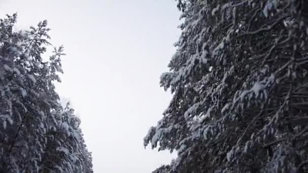 Winter Sky Through the Tops of Snow-Covered Pine Trees — Stock Video